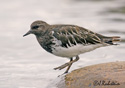 Arenaria melanocephala